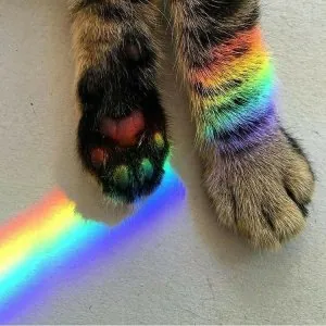 pattes-ar-en-ciel.jpg