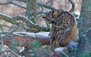 finlande-hibou-grand-duc.jpg