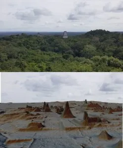 maya.jpeg