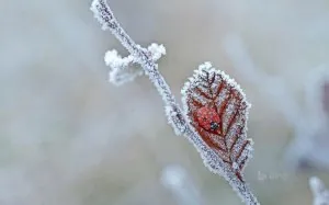 coccinelle-givre.jpg