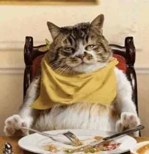 chat-a-tout-manger.jpg