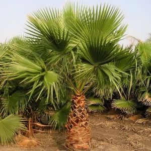 washingtonia_robusta_palmier_du_mexique.jpg