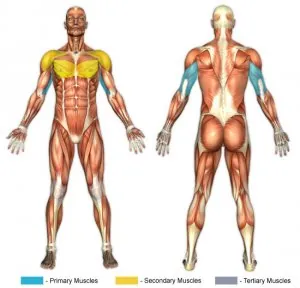 triceps-dips-bench-dips-calisthenics.jpg