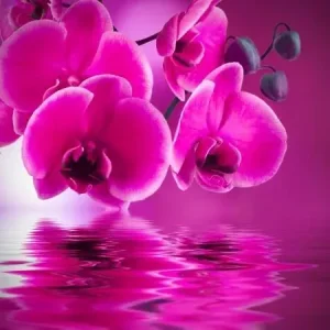 24167406-fond-floral-naturel-concept-de-spa.jpg