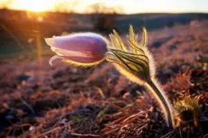 04-spring-equinox-ys.ngsversion.1521553056976.adapt_.1900.1.jpg