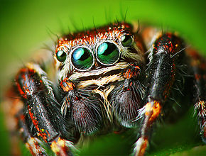Flickr_-_Lukjonis_-_Male_Jumping_spider_-_Evarcha_arcuata_(Set_of_pictures).jpg
