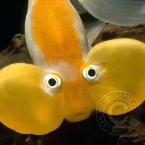 poisson-bulle-rouge-lorgnette-goldfish-poisson-bulle-poison.jpg