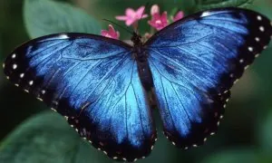 butterfly2.jpg