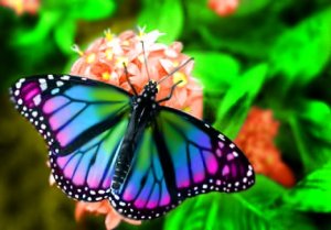 butterfly-pictures01.jpg