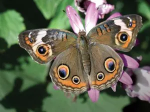 butterfly1.jpg