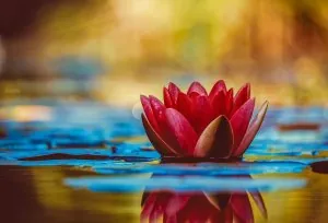 water-lily-3784022_960_720.jpg