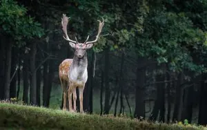 fallow-deer-984573_960_720.jpg