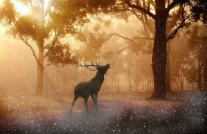 animaux.jpg
