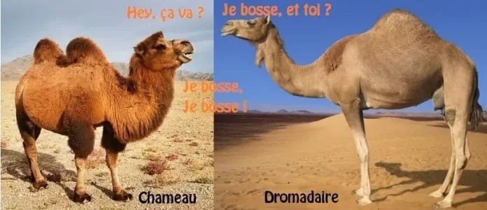 chameau_dromadaire_nombre_de_bosses.jpg