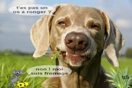 humour-chien.gif