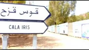 iris.jpg
