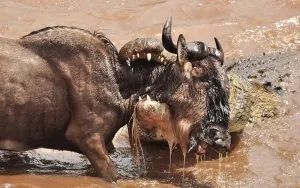 nature-animals-national-geographic-crocodiles-prey-reptiles-kenya-images-158997.jpg