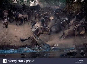 crocodile-du-nil-crocodylus-niloticus-gnous-pour-fentes-connochaetes-taurinus-qui-bondit-hors-...jpg