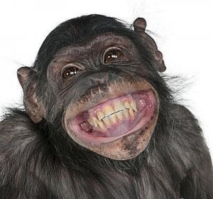 ob_51c1fe_sourire-chimpanze.jpg