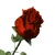 Rose.gif