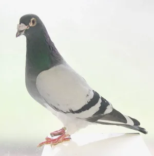 Pigeon 1.JPG