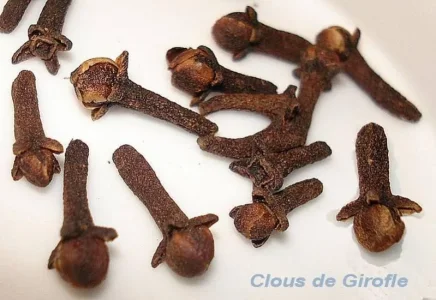 Clous_de_Girofle_DC_t.800.jpg