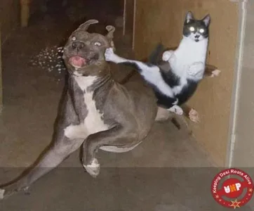 8972d1276753679-round-house-kick-to-the-face-action-kitty.jpg