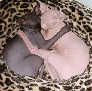 Sphynx Cats.jpg