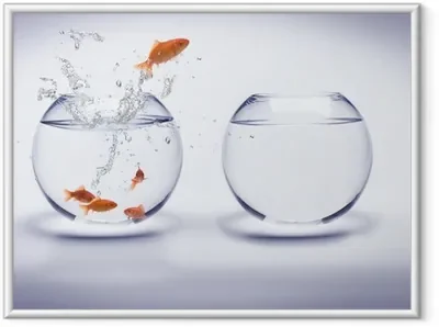 posters-encadres-aquarium-poissons-rouges.jpg.jpg