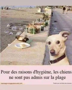 chien.jpg
