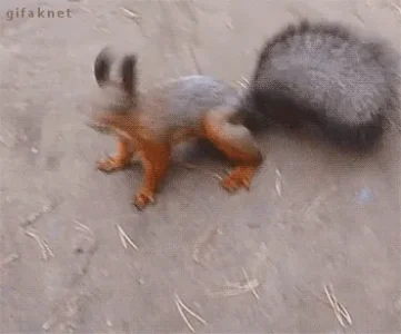 giphy (3).gif