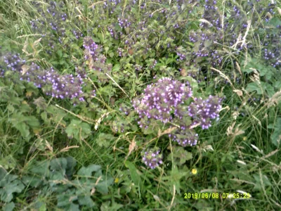 DSCF0288.JPG