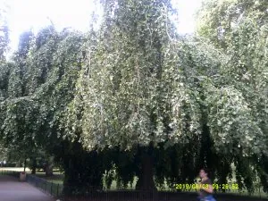 DSCF0406.JPG