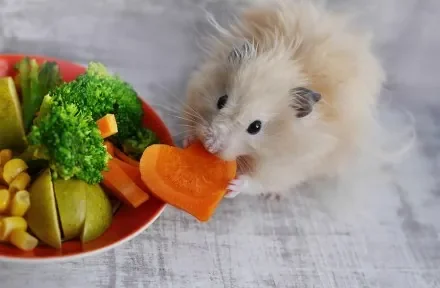 Hamster-1400pxls_2.jpg