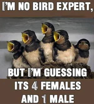 birds.jpeg