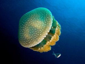 3914109deb_23538_9553-meduse-phyllorhiza-punctata-white-spotted-jellyfish.jpg