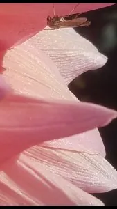 216909