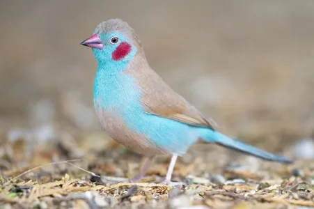 1. Cordonbleu à joues rouges.jpg
