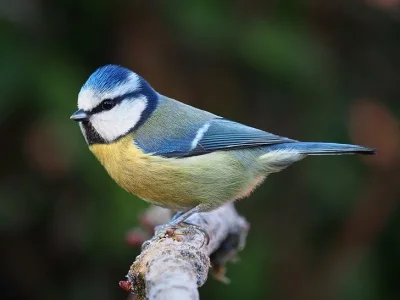 5. Mésange bleue.jpg