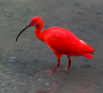 8. Ibis rouge.jpg