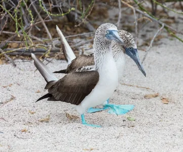 9. Fou à pieds bleus.jpg