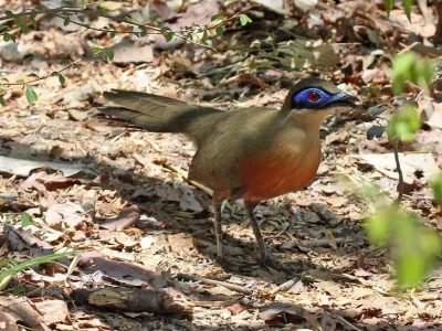 11. Coua de Coquerel.jpg
