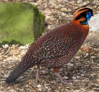 16. Tragopan de Temminck.jpg