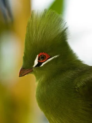 17. Touraco.jpg