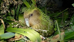20. Strigops kakapo.jpg