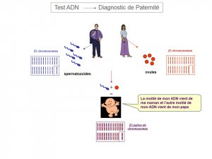 Test ADN - Diagnostic de Paternité 1.jpg