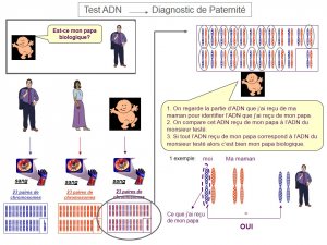 Test ADN - Diagnostic de Paternité 2.jpg