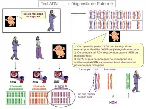 Test ADN - Diagnostic de Paternité 3.jpg