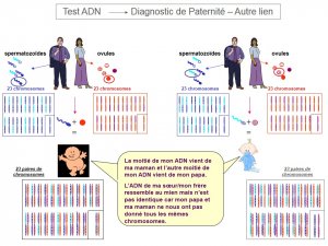 Test ADN - Diagnostic de Paternité 4.jpg