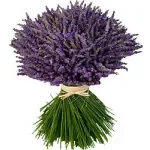 Fleurs de Bensmim.jpg